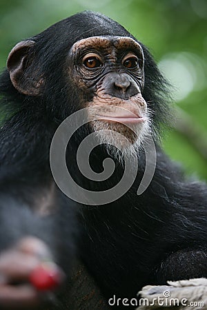Chimpanzee gives a cherry Stock Photo
