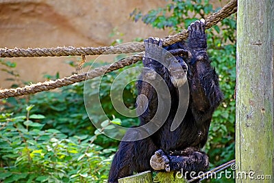 Chimpanzee gripping a rope Stock Photo