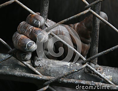 Chimpanzee Hand Stock Photo