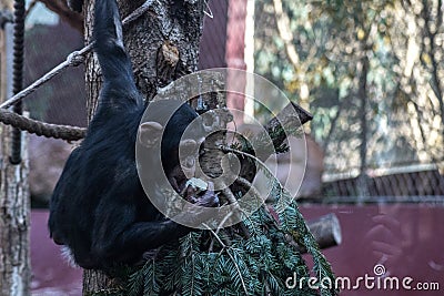 Chimpanzee hanging from a tree and eating food Stock Photo