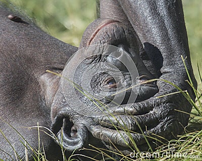 Chimpanzee Stock Photo