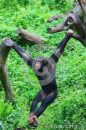 A Chimpanzee is hanging and standing on the trunk in the zoo Stock Photo