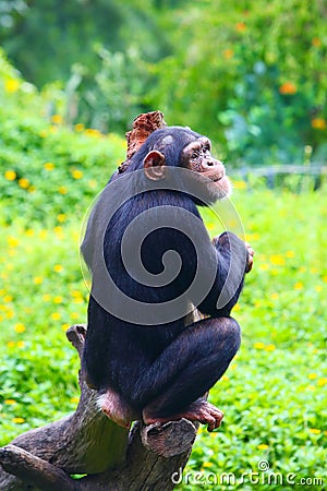 A Chimpanzee is sitting on the trunk in the zoo Stock Photo