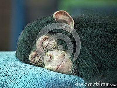 Chimpanzee cute sleeping. Stock Photo