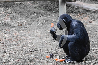 A chimpanzee monkey sits on the grass and eats carrots at the Jerusalem Zoo Stock Photo