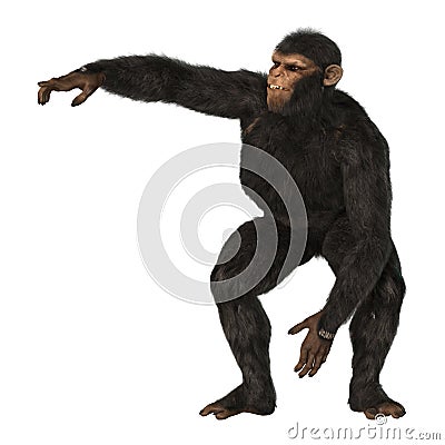 Chimpanzee Monkey on White Stock Photo