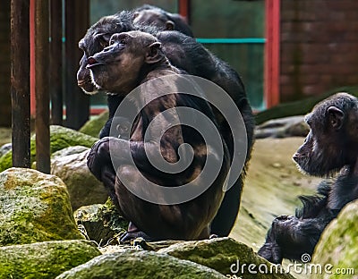 Chimpanzee mother holding her baby, chimpanzees with alopecia areata, common animal diseases Stock Photo