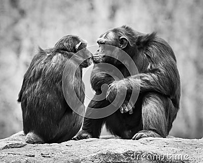 Chimpanzee Pair Stock Photo