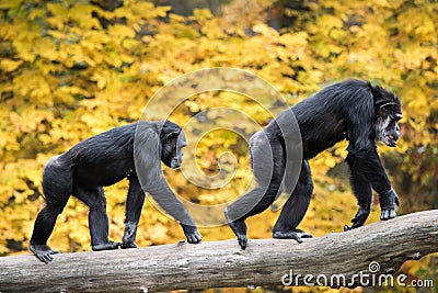 Chimpanzee Pair III Stock Photo