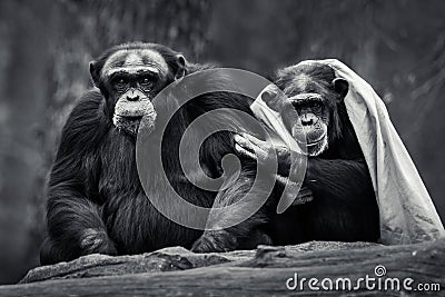 Chimpanzee Pair IV Stock Photo