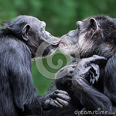 Chimpanzee Pair VI Stock Photo