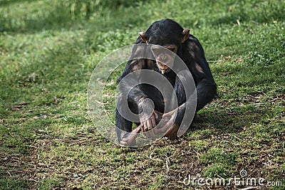 Chimpanzee, Pan troglodytes, common chimpanzee, robust chimpanzee, chimp with coarse black hair, bare face, fingers, toes, palms Stock Photo