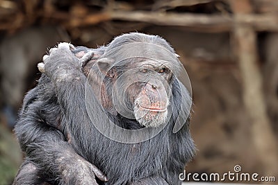 chimpanzee (Pan troglodytes) Stock Photo