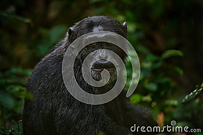 Chimpanzee, Pan troglodytes, on the tree in Kibale National Park, Uganda, dark forest. Black monkey in the nature, Uganda in Stock Photo