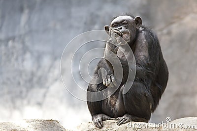 Chimpanzee Picking it's Teeth Stock Photo