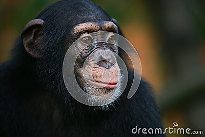 Chimpanzee Portrait Stock Photo