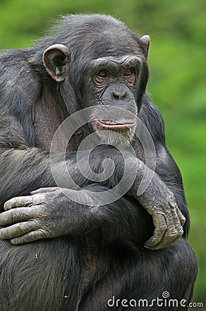 Chimpanzee Portrait Stock Photo