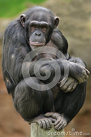 Chimpanzee Portrait Stock Photo
