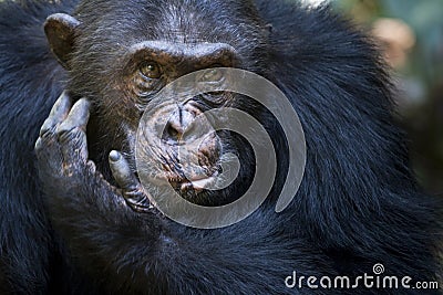 Chimpanzee portrait Stock Photo