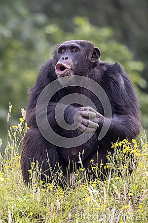 chimpanzee primate, Pan troglodytes Stock Photo