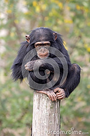 Chimpanzee primate, Pan troglodytes Stock Photo