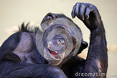 Chimpanzee primate portrait Stock Photo