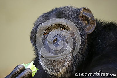 Chimpanzee primate portrait Stock Photo