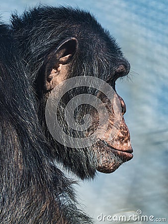 Chimpanzee primate side portrait Stock Photo