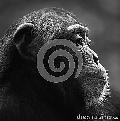 Chimpanzee profile portrait Stock Photo
