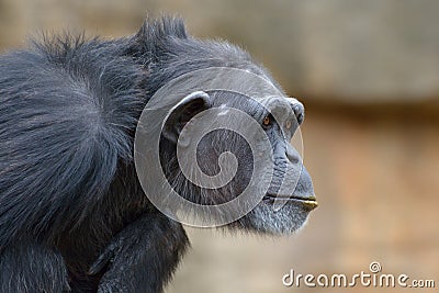 Chimpanzee reflexion Stock Photo