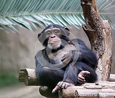 Chimpanzee Stock Photo