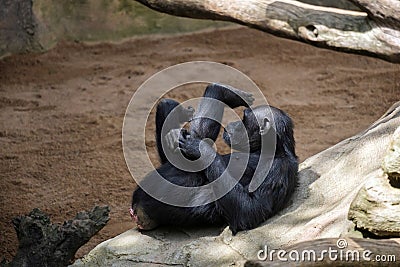 Chimpanzee resting Stock Photo