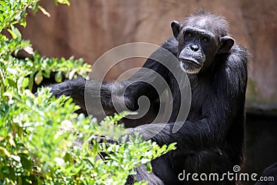 Chimpanzee resting Stock Photo