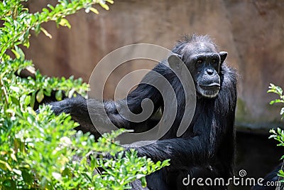 Chimpanzee resting Stock Photo