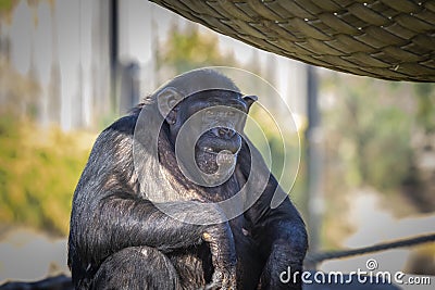 A Chimpanzee resting in the sunshine Stock Photo