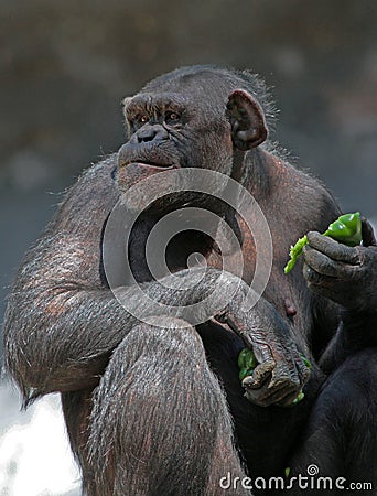 Chimpanzee Stock Photo