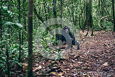 Chimpanzee Sitting in the Jungle in Kibale National PArk, Uganda Stock Photo