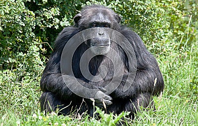 Chimpanzee sitting by some bushes Stock Photo