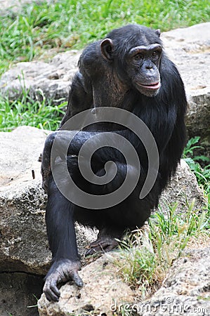 Chimpanzee sitting on the stone Stock Photo