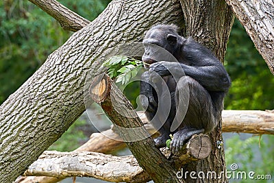 Chimpanzee sitting on a tree trunk Stock Photo