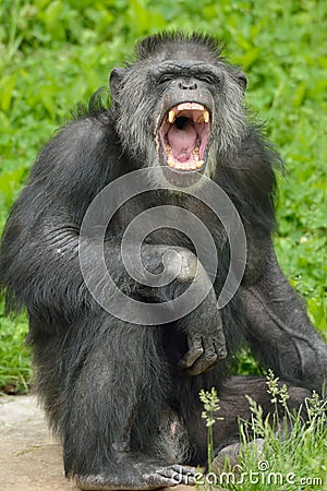 Chimpanzee Standing with Mouth Open Stock Photo