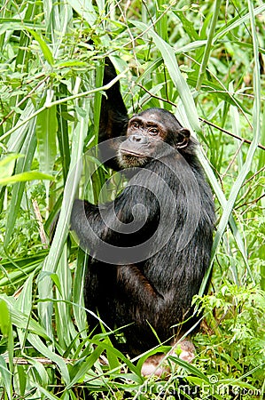 Chimpanzee stare Stock Photo