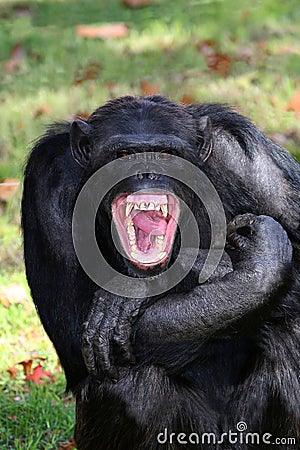 Chimpanzee Teeth Stock Photo