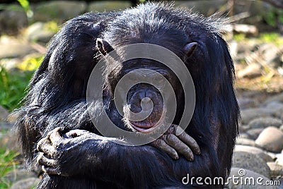 Chimpanzee in thoughtful pose Stock Photo