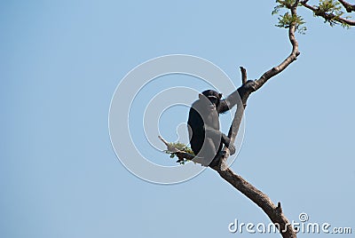 Chimpanzee Stock Photo