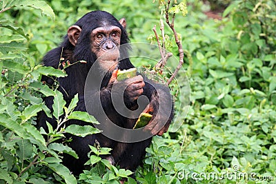 Chimpanzee - Uganda Stock Photo