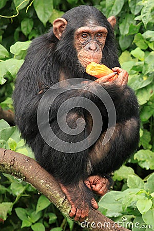 Chimpanzee - Uganda Stock Photo