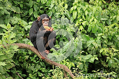 Chimpanzee - Uganda Stock Photo