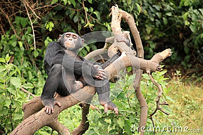 Chimpanzee - Uganda Stock Photo