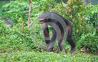 Chimpanzee Stock Photo